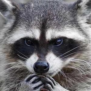 Meet your Posher, Travis